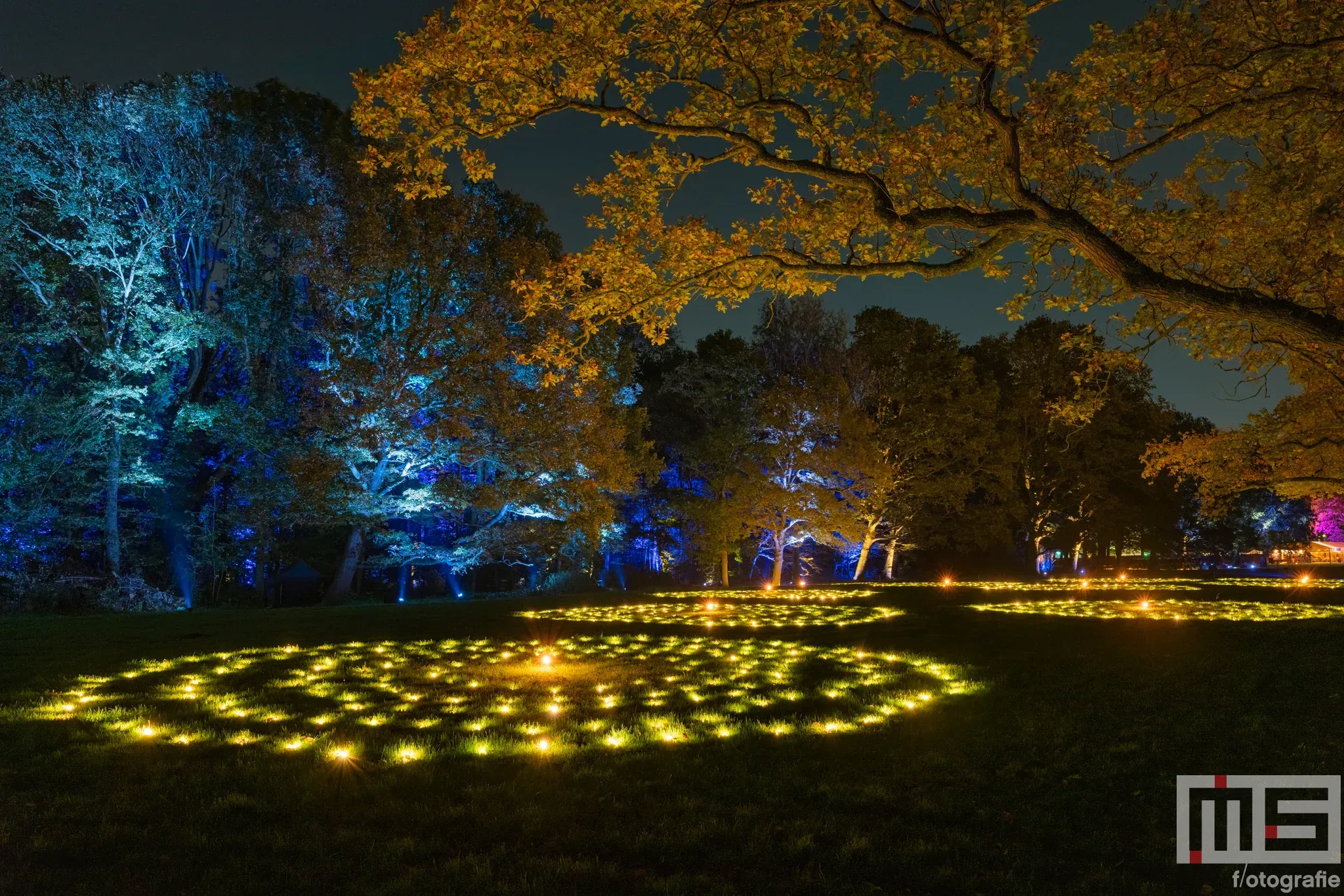 De lichtcirkels in het park op De Grote Schijn in het Kralingse Bos in Rotterdam