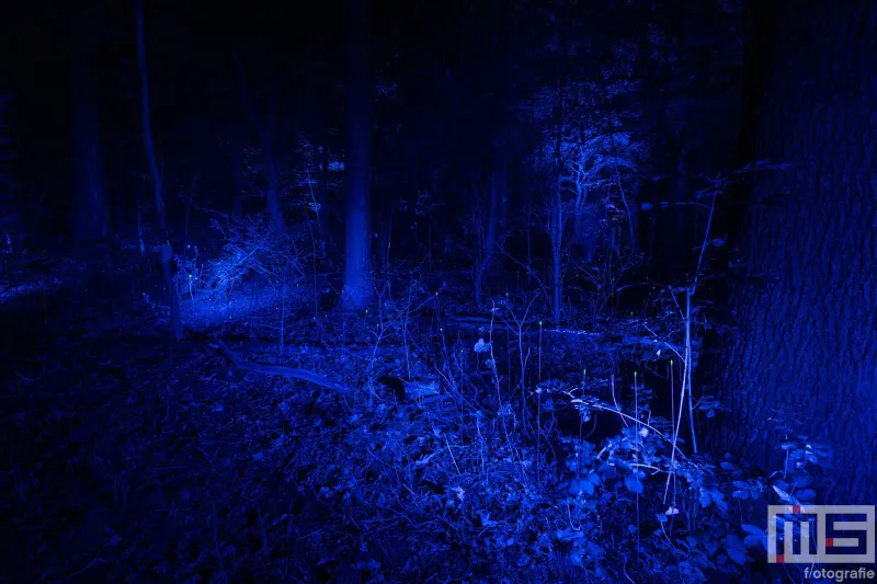 De blauwe lichtshow van De Grote Schijn 2024 in het Kralingse Bos in Rotterdam