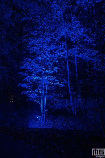 De blauwe lichtboom van De Grote Schijn in het Kralingse Bos in Rotterdam