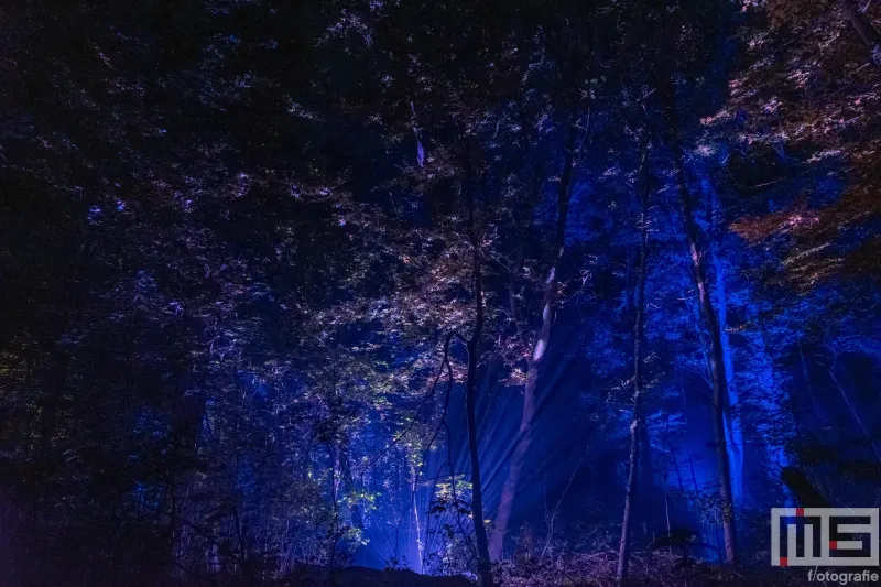 Het blauws bos tijdens De Grote Schijn 2024 in het Kralingse Bos in Rotterdam