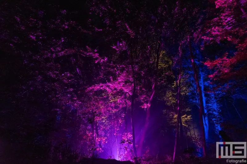 Het paarse bos tijdens De Grote Schijn 2024 in het Kralingse Bos in Rotterdam